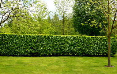 hornbeam green hedge in spring lush leaves let in light trunks and larger branches can be seen...