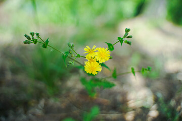 Yellow flower close-up flowers and plants