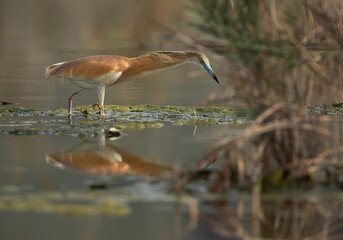 Squacco Heron fishing at Asker marsh, Bahrain