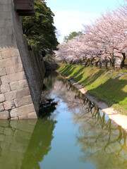 桜と堀