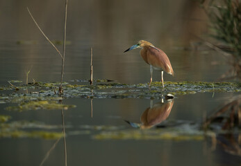 Squacco Heron with reflection on water, Asker marsh, Bahrain