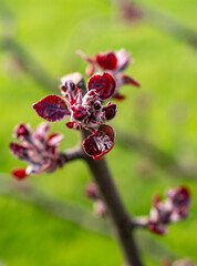 Obraz premium Apfelbaumblüte blüht rot im Frühling 