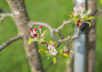 Apfelbaumblüte blüht im Frühling	