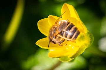 A macro image of a honey bee collecting nectar from a yellow flower