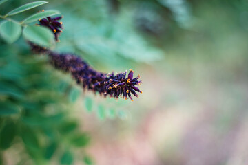 Close-up shrub plant flowers and plants of Amorpha