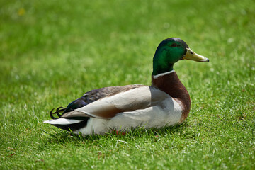 Wild duck drake on green grass