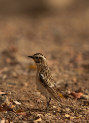 A Whinchat in upright position , Bahrain