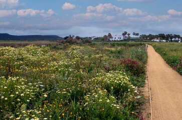 Meadows near the coast
