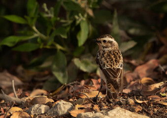 Closeup of a Whinchat showing its back details, Bahrain
