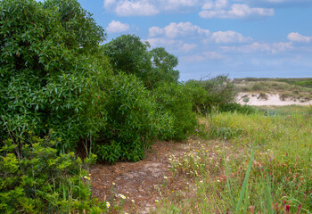 Meadows near the coast