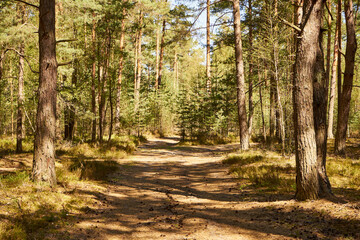 leśna wiosenna ścieżka