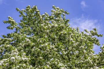 Fototapeta na wymiar Apple tree branches with picturesque blossoming white flowers in a spring garden