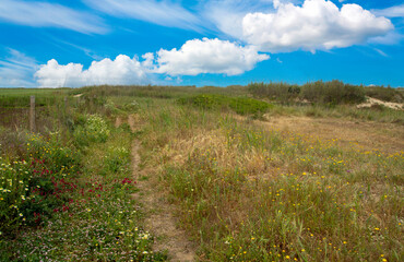 Meadows near the coast