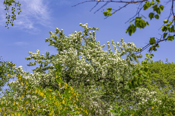 Apple tree branches with picturesque blossoming white flowers in a spring garden