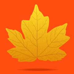 Yellow maple leaf on orange background, vector illustration