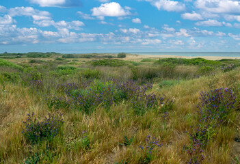 Meadows near the coast