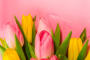 Background for a greeting card - a bouquet of fresh pink and yellow tulips