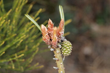 Bourgeon de pin