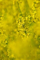 Obraz premium Raps (Brassica napus) in Blüte
