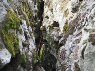 Huge moss-covered boulders lie on the slopes of the forest, cleft in the rocks