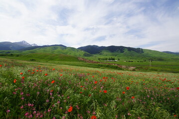 キルギス・Kemin村に咲くポピーたち