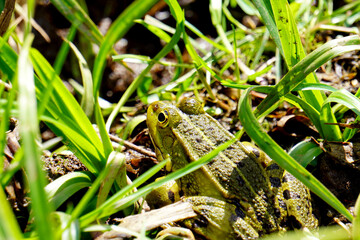 Frosch im grünen