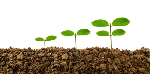Green sprout leaves on the soil. Plants growing in the ground.The small green plant  are growing from the rich soil isolated on white  background,ecology concept.