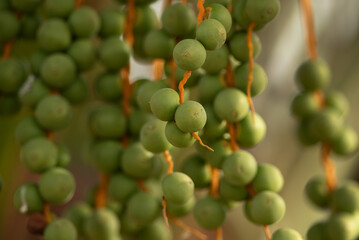 Closeup of  green unripen Dates fruits, Bahrain