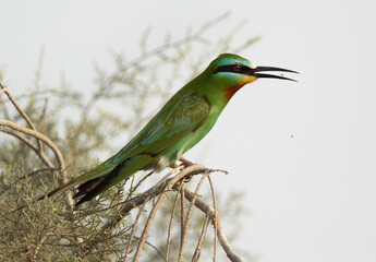 Blue-cheeked bee-eater feeding small fly, Bahrain,