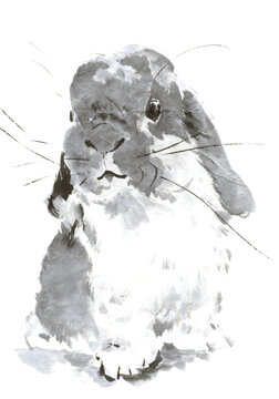 16 380 Best Hare Head Images Stock Photos Vectors Adobe Stock