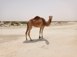 camel in the desert