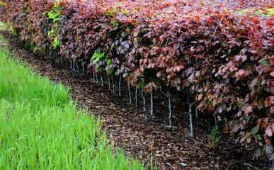 hedge of red and green beech in combination with ornamental grasses. Lush green alternates with...