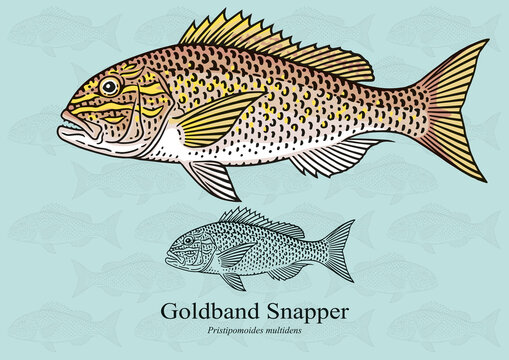 Golden snapper hi-res stock photography and images - Alamy