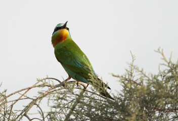 Blue-cheeked bee-eater on a tree, Bahrain