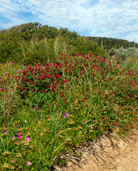 Meadows near the coast