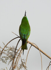 Blue-cheeked bee-eater holding a insect, Bahrain
