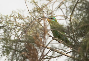 Partiall visible Blue-cheeked bee-eater perched on a tree, Bahrain