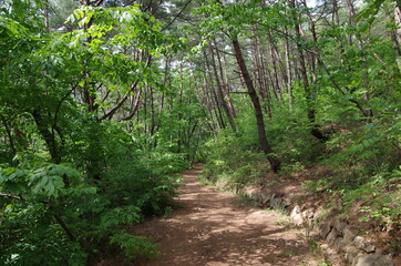 Obraz premium trees in the forest