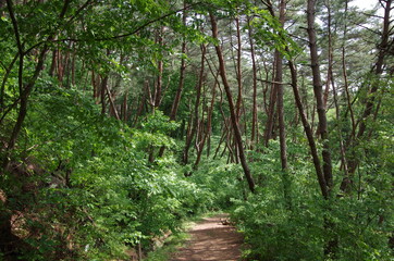 path in the forest