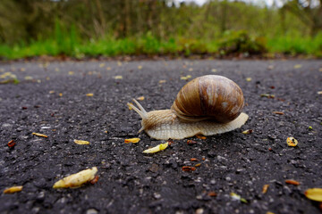 Schnecke langsam unterwegs.