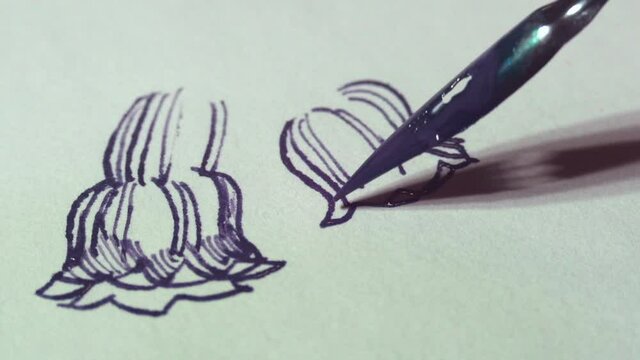 Close up of dip pen drawing flowers with colored ink. Macro shot. High quality audio recording. Artist creative process video. Comfrey flowers.