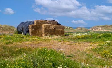 Meadows near the coast