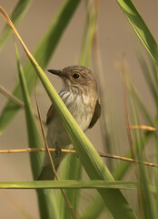 Spotted Flycatcher perched on reeds at Asker marsh