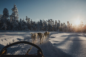 Psi zaprzęg, Laponia, Finlandia