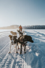 Psi zaprzęg, Laponia, Finlandia