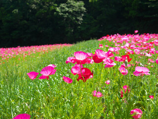 日本、神奈川県、ポピー畑