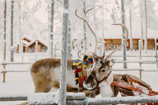 Zima w Laponii, Finlandia