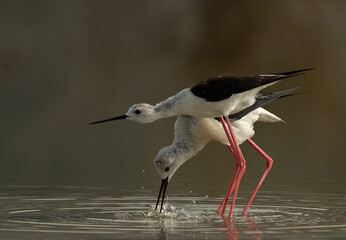 Black-winged Stilts courtship display  at Asker Marsh , Bahrain