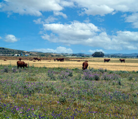 Meadows near the coast