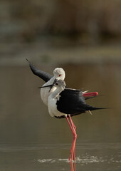 Black-winged Stilts mating at Asker Marsh , Bahrain